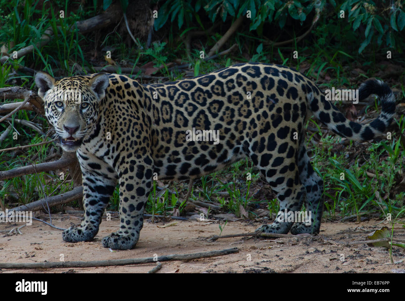 Jaguar (Panthera onca) en rainforest habitat de Pantanal, estado de Mato Grosso, Brasil Foto de stock