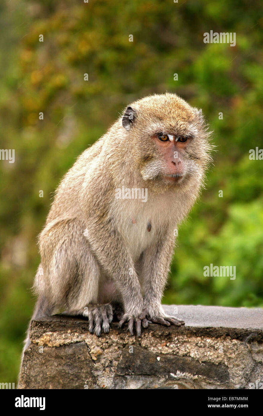 Monos macacos de cola larga Foto de stock