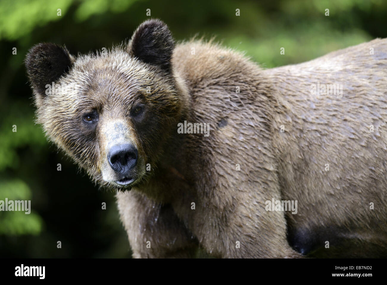 Retrato de una mujer cabeza de oso grizzly (Ursus arctos horribilis) Khutzeymateen Grizzly Bear Santuario British Columbia Canadá Foto de stock