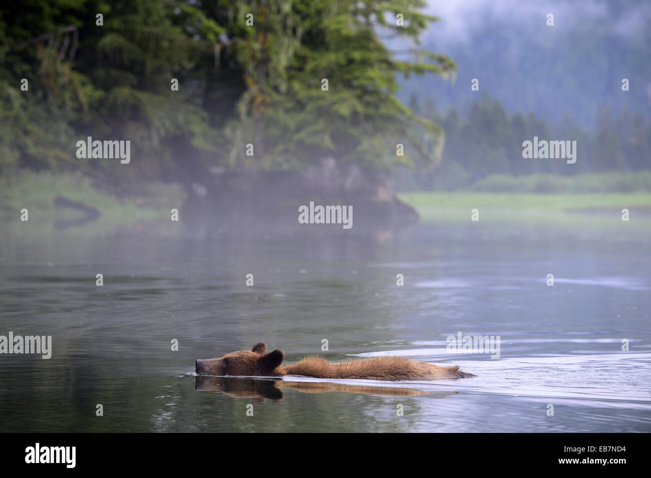 Grizzly Bear menores nadando en el estuario (Ursus arctos horribilis) Khutzeymateen Grizzly Bear Santuario British Columbia Foto de stock