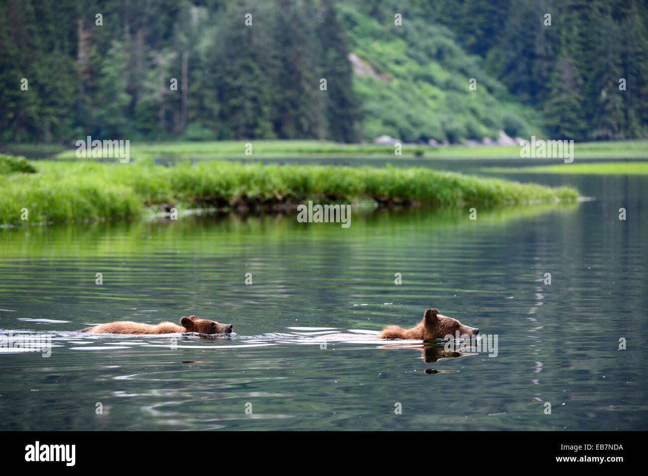 Grizzly Bear hembra nadar y cruzar las aguas del estuario, seguido por su cachorro (Ursus arctos horribilis) Khutzeymateen Foto de stock