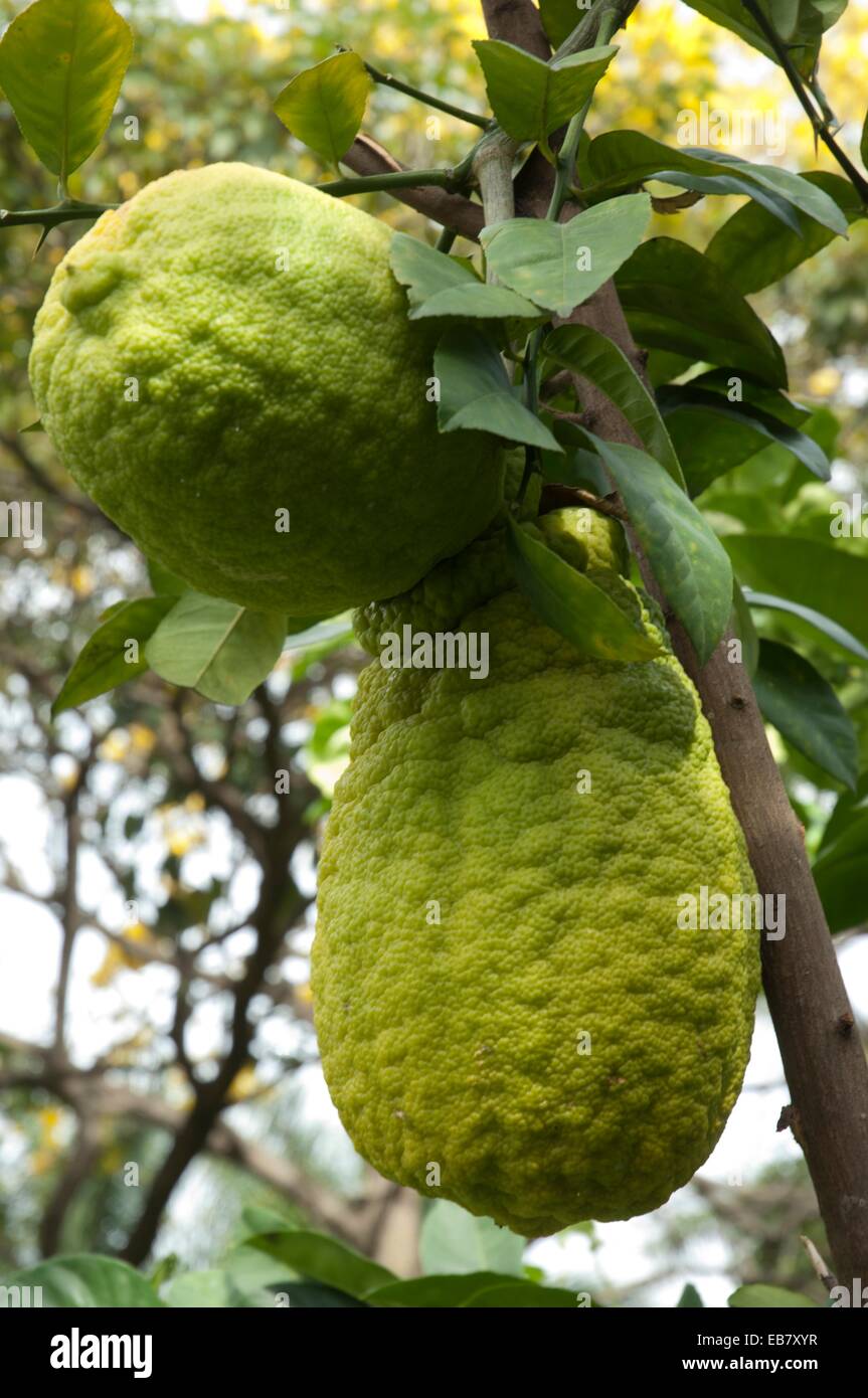 El Citron Linn Citrus Medica Es El Fruto De Un Arbusto De Ramas Espinosas Su Origen Es Incierto Pero Se Encontraron Semillas 6000 Fotografia De Stock Alamy