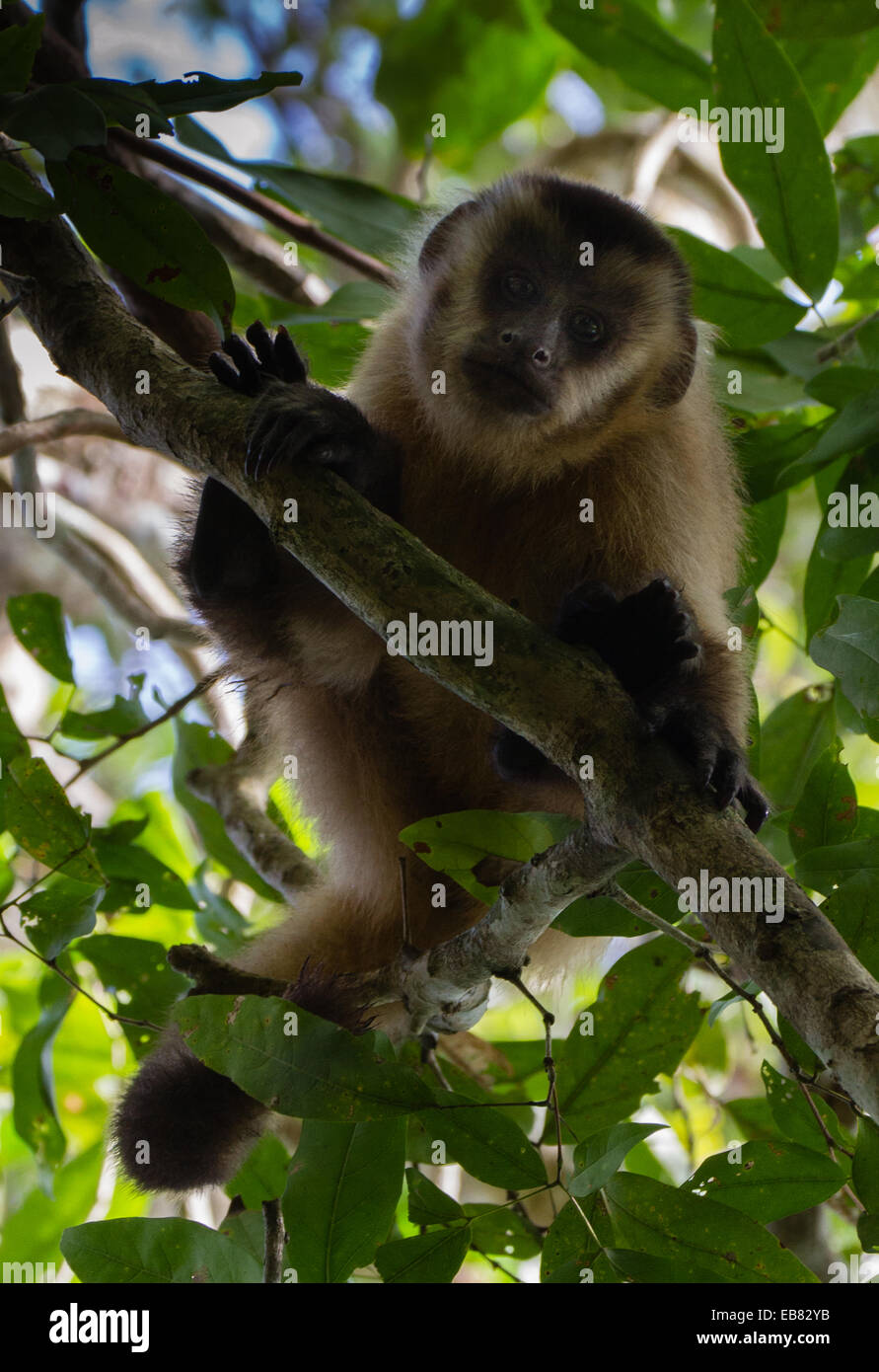 Tufted capuchino (Cebus apella), aka Brown capuchinos, monos capuchinos, Black-Capped Pin Foto de stock