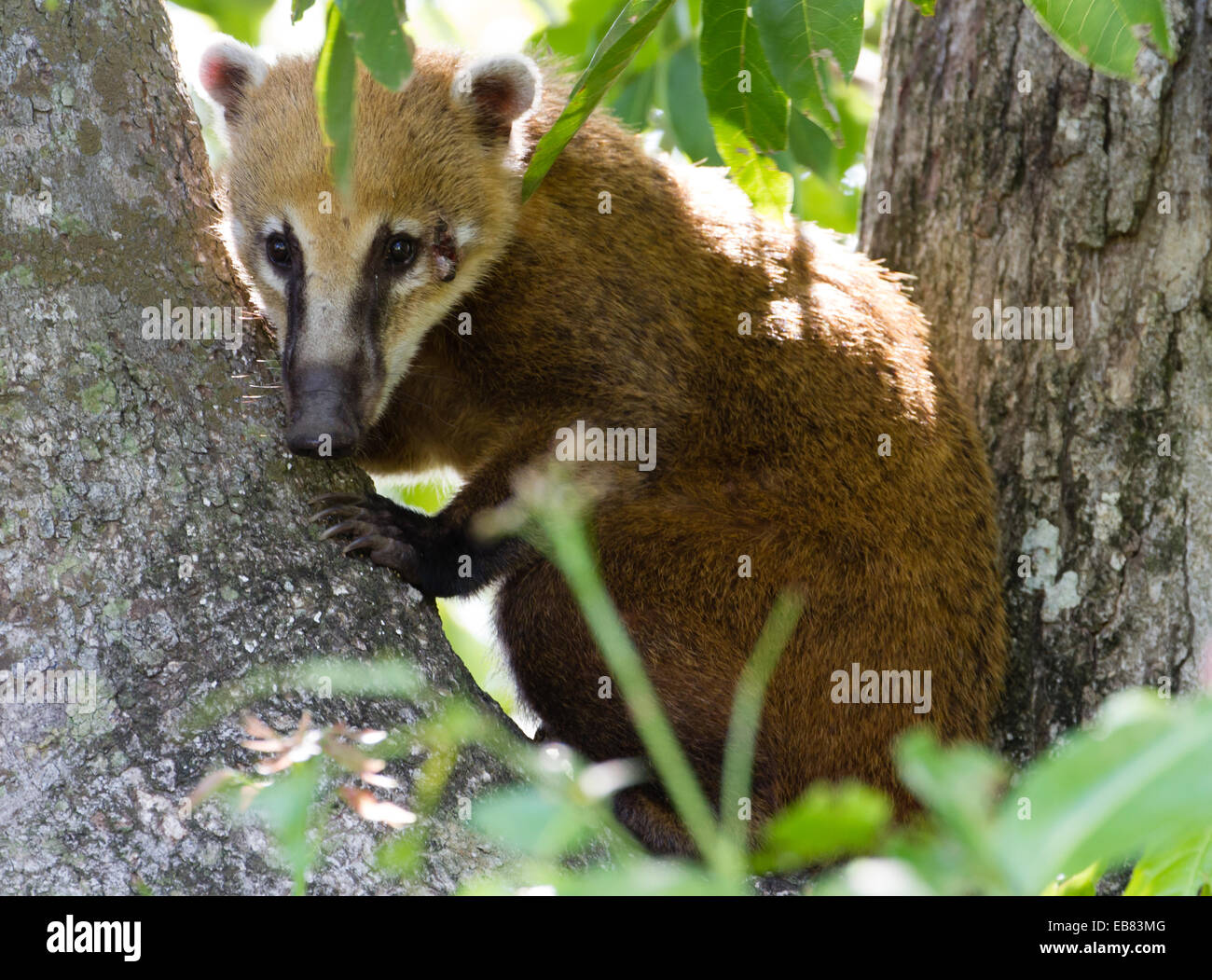 South American coatí (Nasua nasua) aka mapaches Foto de stock