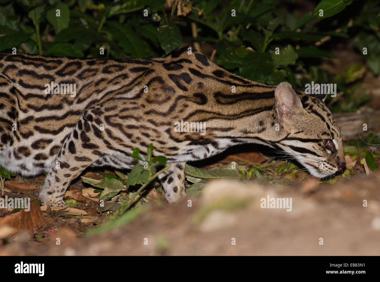 El ocelote (Leopardus pardalis) Enano aka Leopard Foto de stock