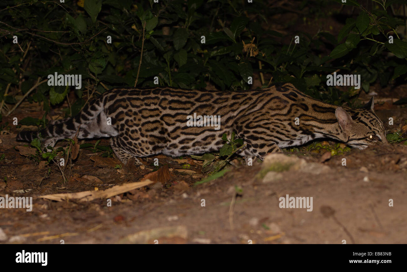 El ocelote (Leopardus pardalis) Enano aka Leopard Foto de stock