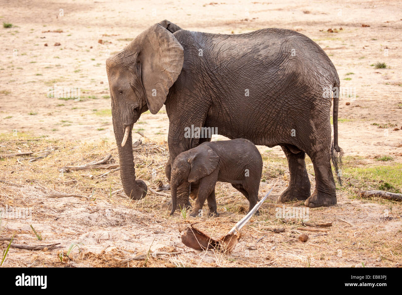 Elefante africano, la madre y el ternero en el lecho seco de un río en el Parque nacional Ruaha Tanzania Foto de stock