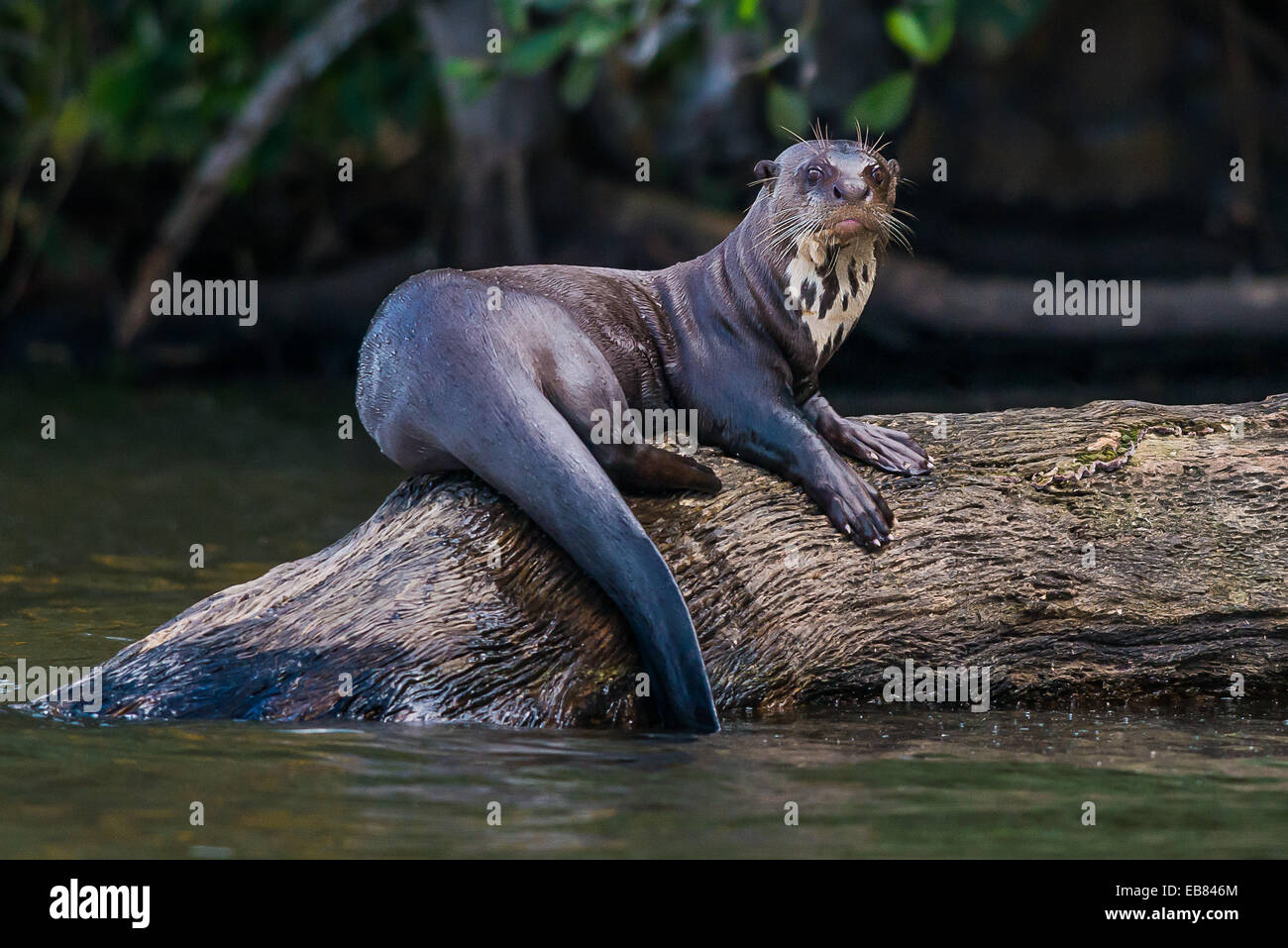 Lobo de río (Pteronura brasiliensis) aka Ariranha en Pantanal, Mato Grosso, Brasil Foto de stock