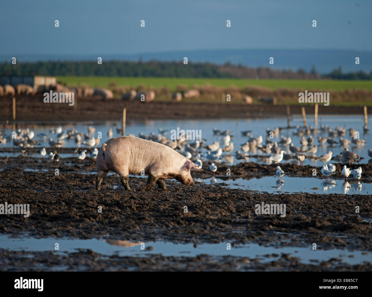 Un surtido de cerdo de la industria de la cría de animales para ir a remar en un campo inundado, en Lossiemouth, Moray. Escocia. Ocs 9206 Foto de stock