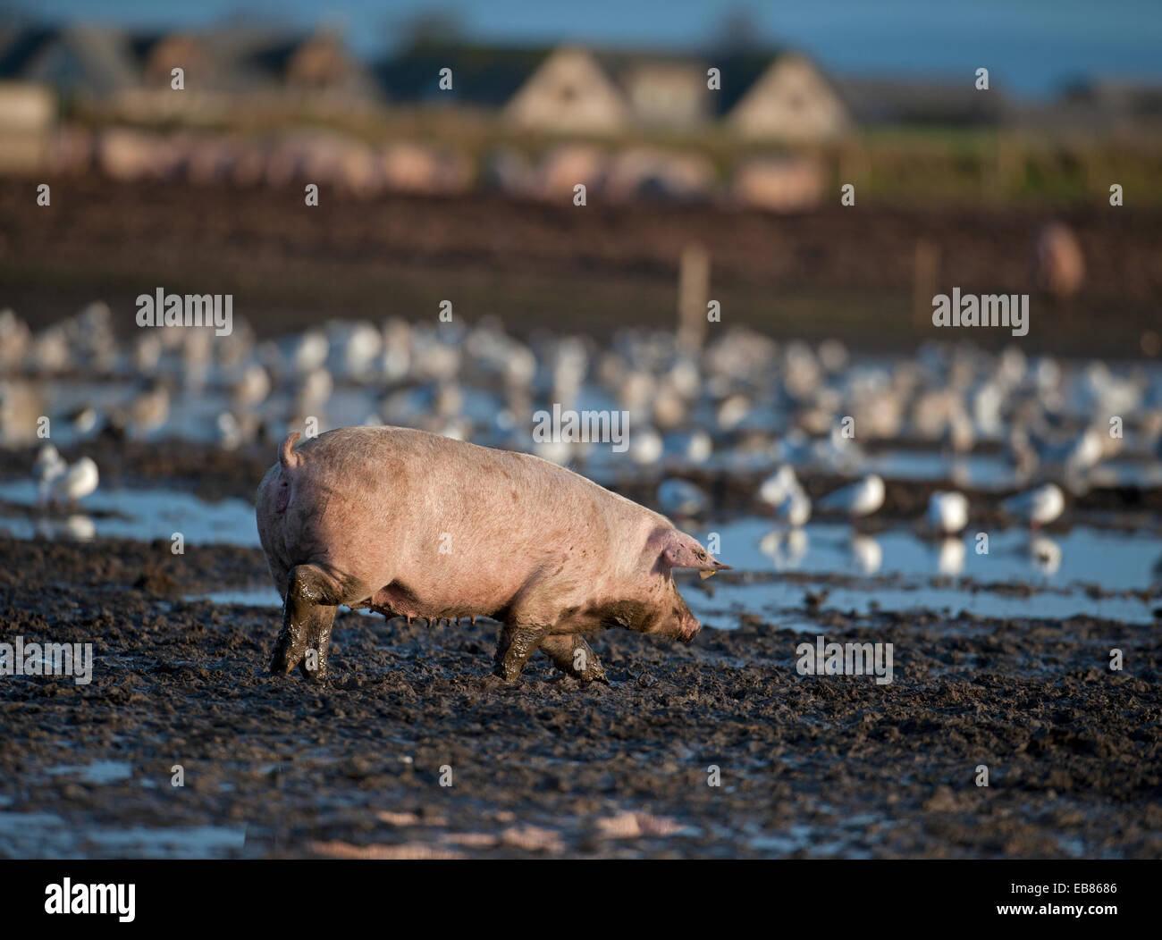 Un surtido de cerdo de la industria de la cría de animales para ir a remar en un campo inundado, en Lossiemouth, Moray. Escocia. Ocs 9228. Foto de stock