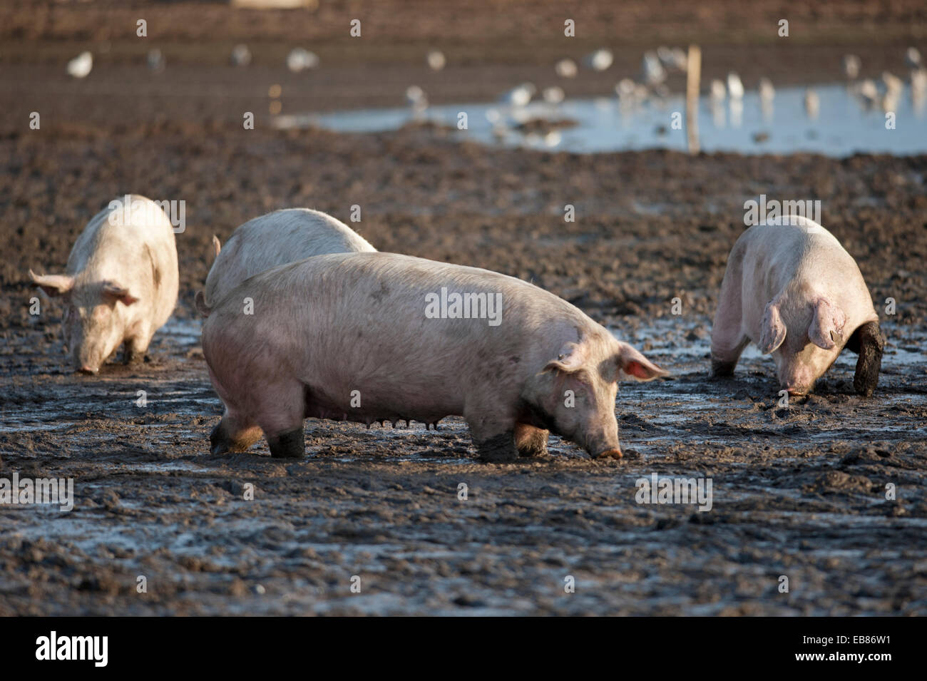 Intervalo libre de la industria de la cría de cerdos animales ir de forraje en un terreno fangoso, en Lossiemouth, Moray. Escocia. Ocs 9230. Foto de stock