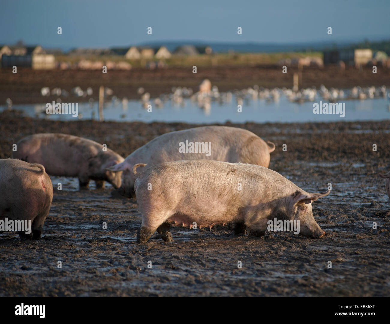 Intervalo libre de la industria de la cría de cerdos animales ir de forraje en un terreno fangoso, en Lossiemouth, Moray. Escocia. Ocs 9231. Foto de stock