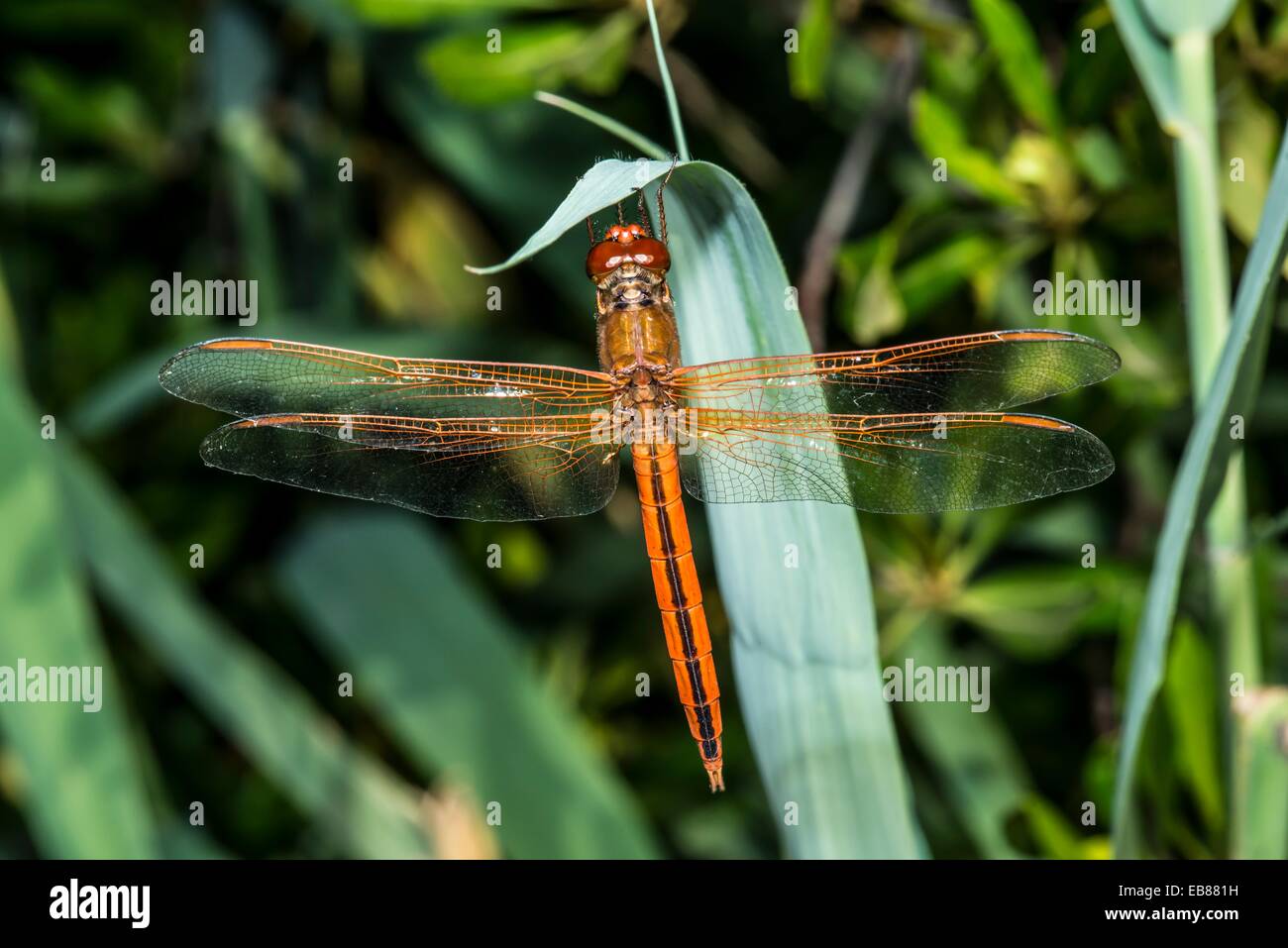 Needham's Skimmer Dragonfly Libellula needhami en Corolla, NC USA Foto de stock