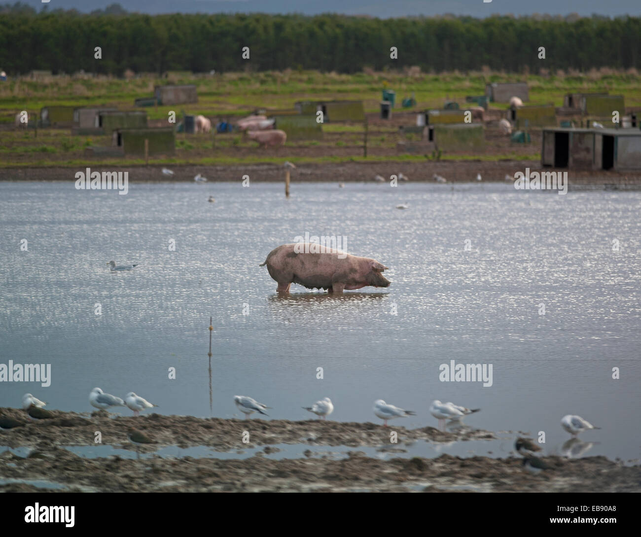 Un surtido de cerdo de la industria de la cría de animales para ir a remar en un campo inundado, en Lossiemouth, Moray. Escocia. Ocs 9238. Foto de stock
