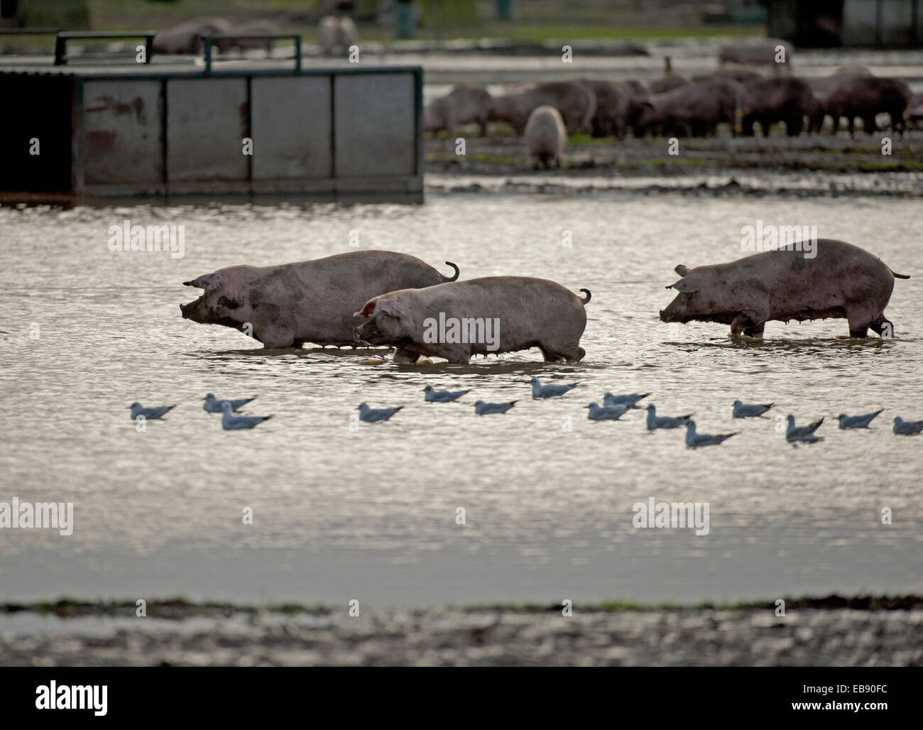 Un surtido de cerdo de la industria de la cría de animales para ir a remar en un campo inundado, en Lossiemouth, Moray. Escocia. Ocs 9239. Foto de stock