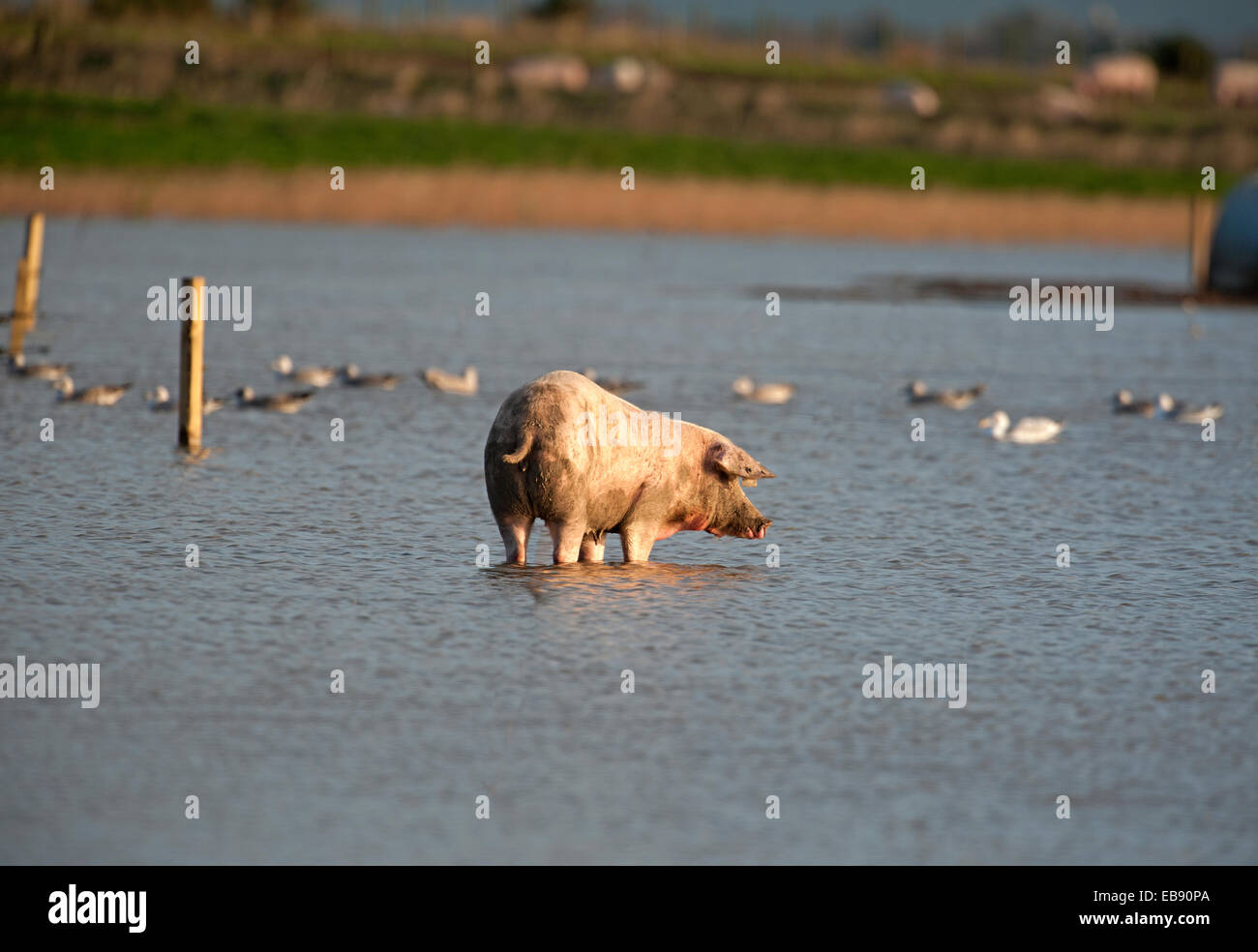 Remando cerdos en un campo inundado en Morayshire en Lossiemouth, Escocia. Ocs 9240. Foto de stock