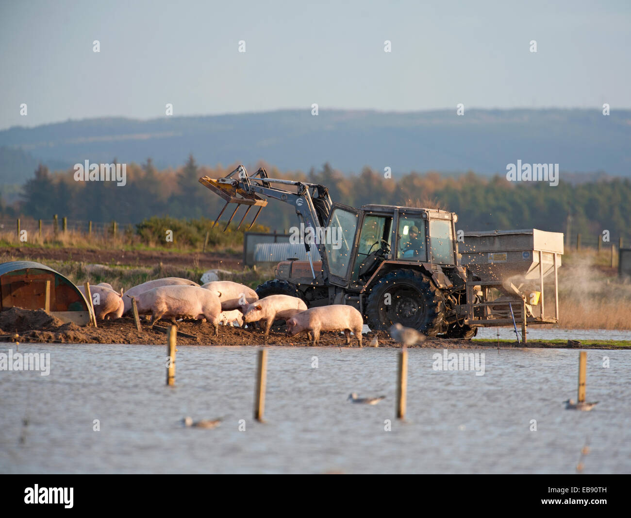 Piscina al aire libre-gama Porcino por campos inundados en Morayshire Escocia. Ocs 9241. Foto de stock