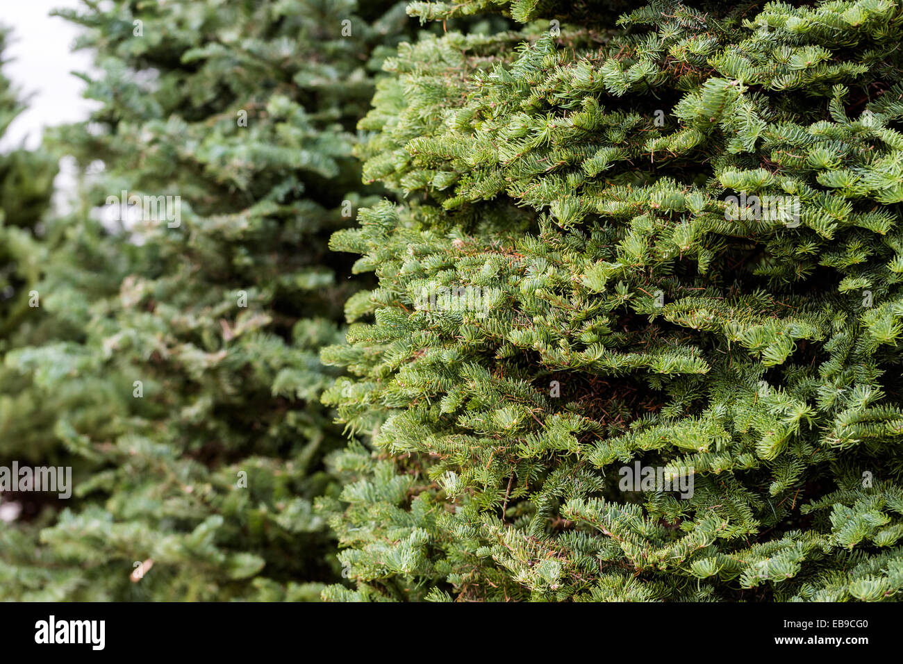 Hermosos árboles de Navidad frescas cortadas en Navidad tree farm. Foto de stock