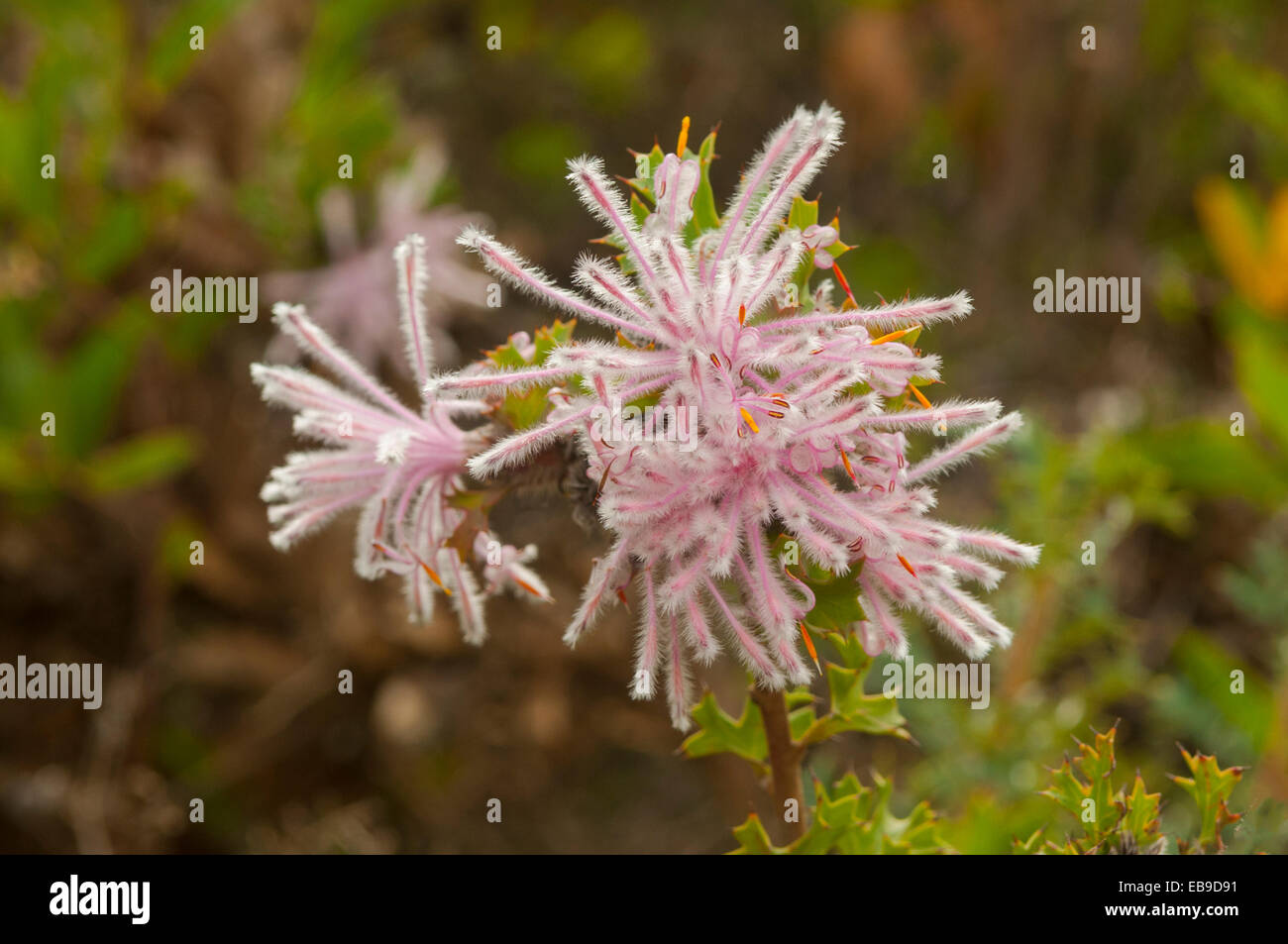 Isopogon baxteri, Stirling Gama Coneflower en Stirling gama NP, WA, Australia Foto de stock
