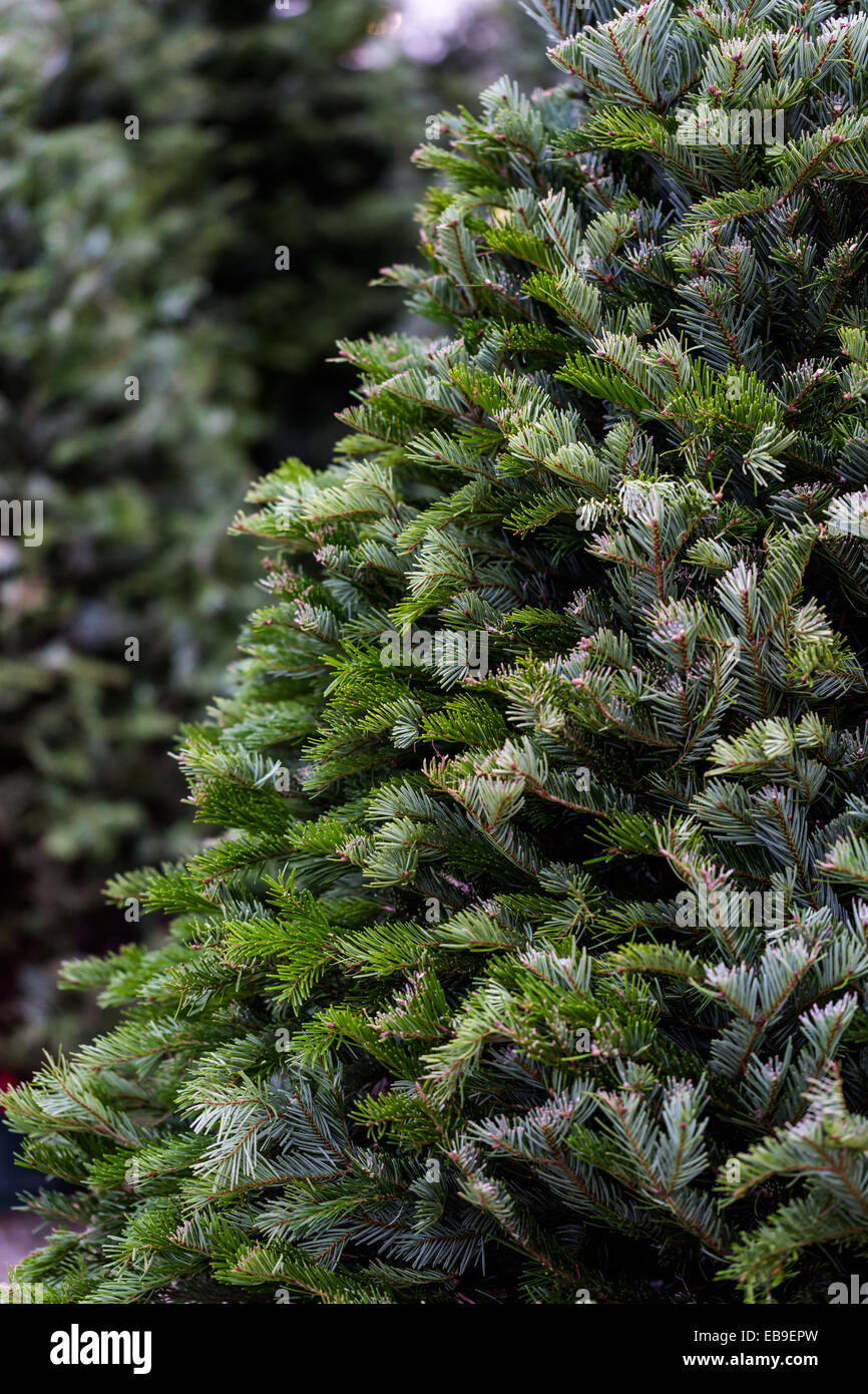 Hermosos árboles de Navidad frescas cortadas en Navidad tree farm. Foto de stock