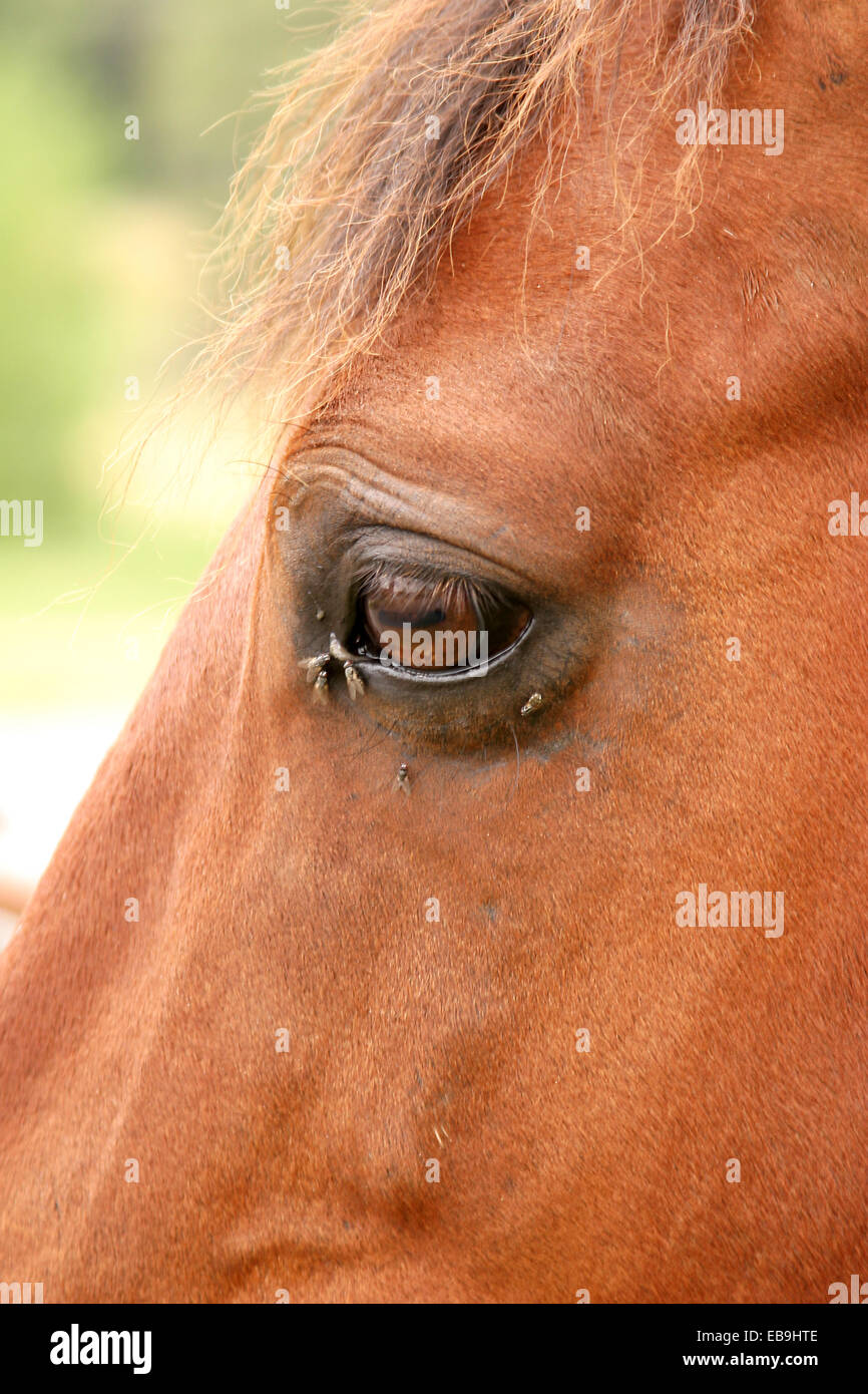 Ojo con las moscas del caballo Foto de stock