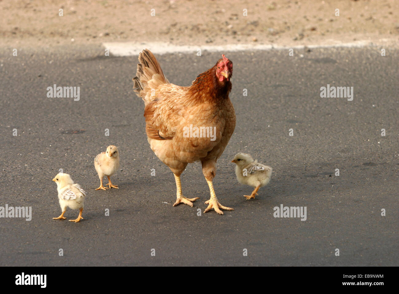 Pollo con pollitos crossing road Foto de stock