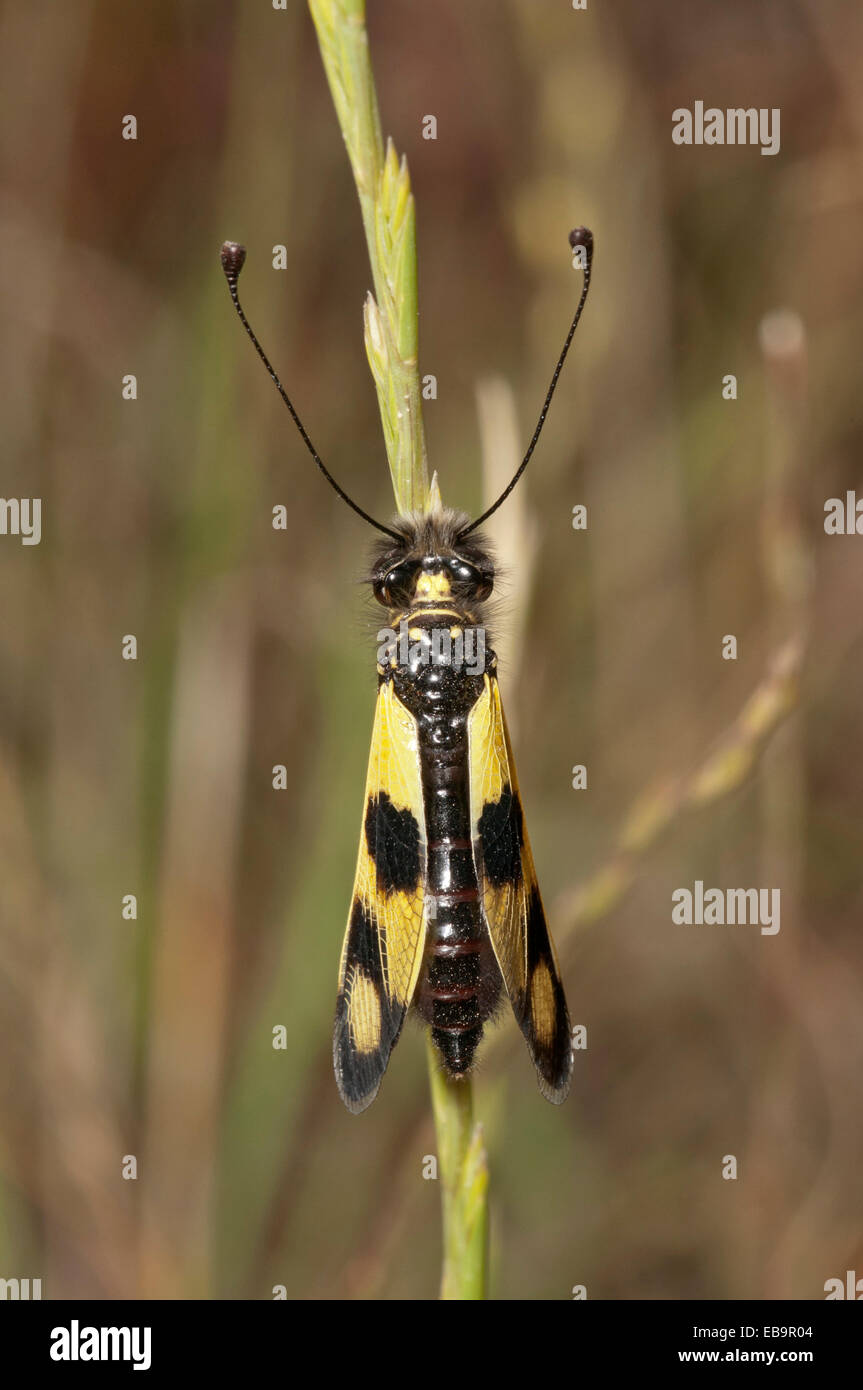 (Libelloides macaronius Owlfly diurno), ala cerrada posición, Palaiokastro, Macedonia, Grecia Foto de stock