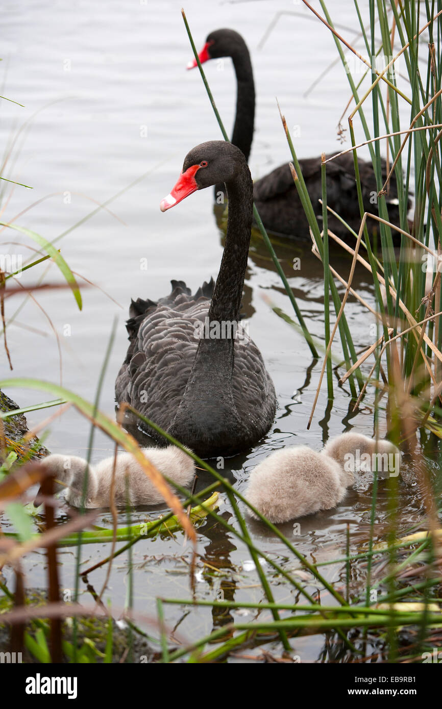 Familia de cisnes negros Foto de stock