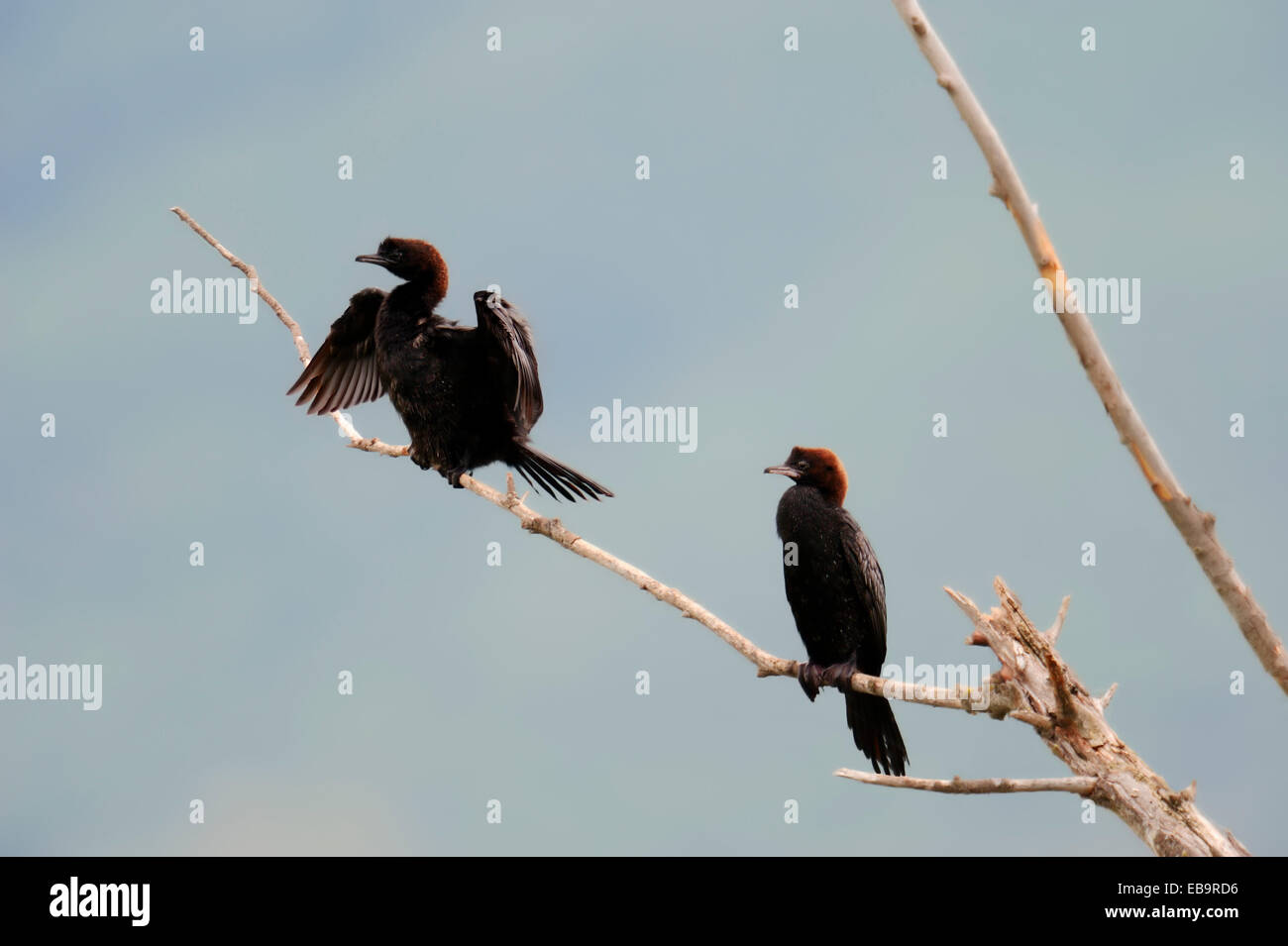 Los pigmeos cormoranes (Phalacrocorax pygmaeus) encaramado en la rama, Macedonia Central, Macedonia, Grecia Foto de stock