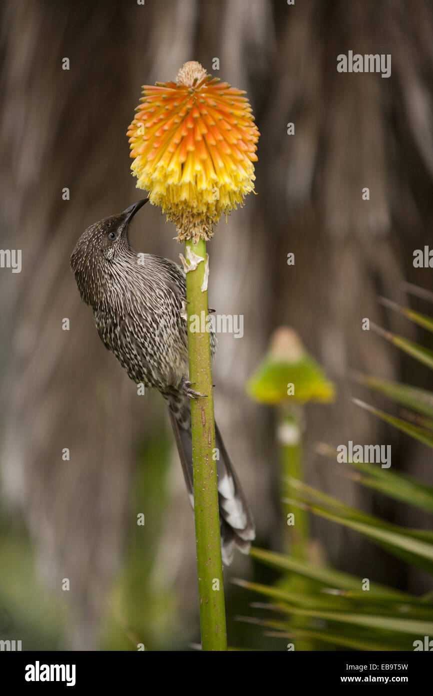 Poco wattle ave alimentándose de una flor kniphofia Foto de stock