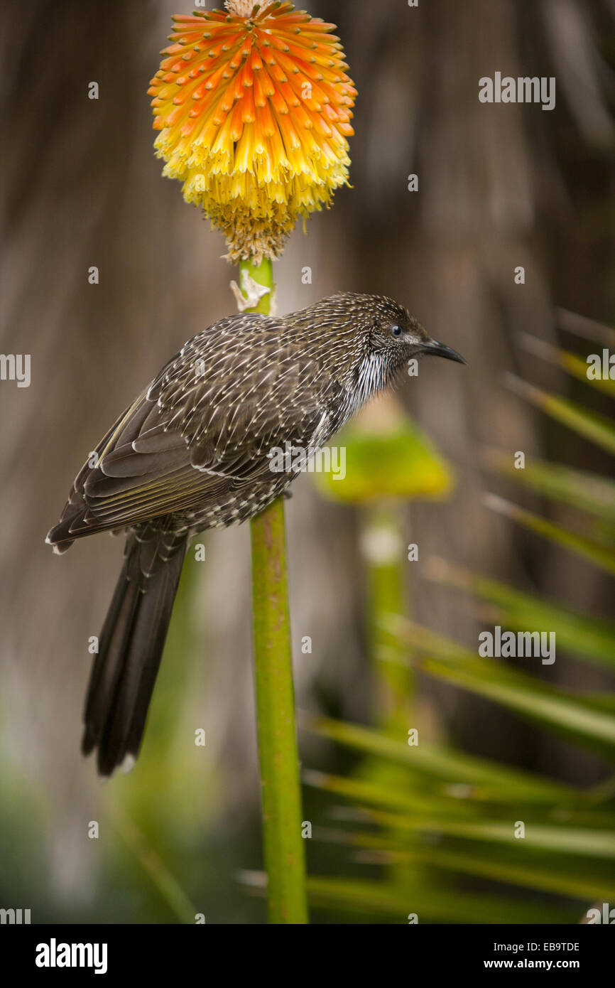 Acacia kniphofia Little Bird, en flor Foto de stock