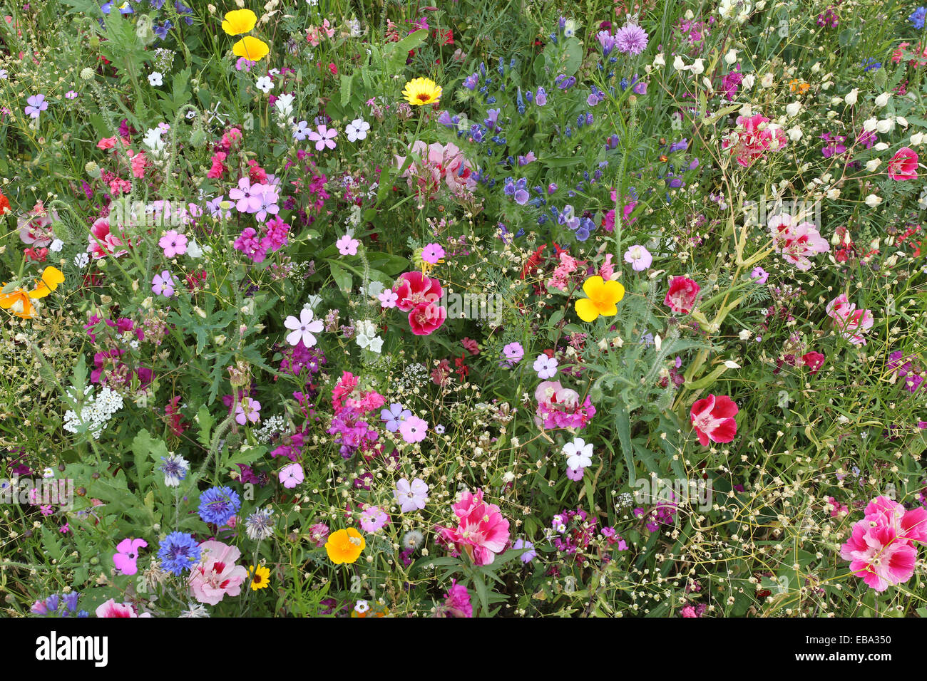 Blooming colorida flor meadow, jardín siembra, Allgäu, Baviera, Alemania Foto de stock