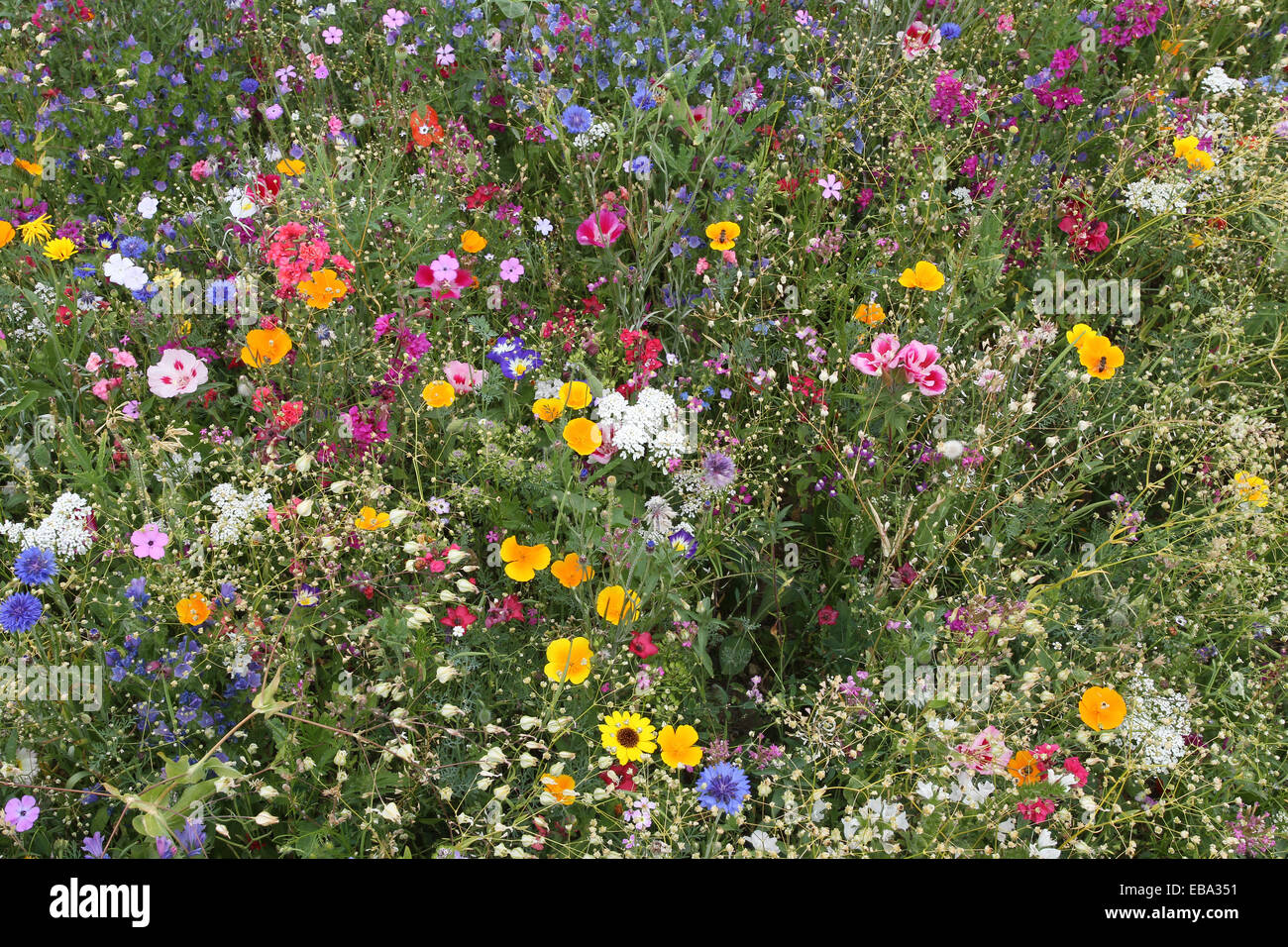 Blooming colorida flor meadow, jardín siembra, Allgäu, Baviera, Alemania Foto de stock