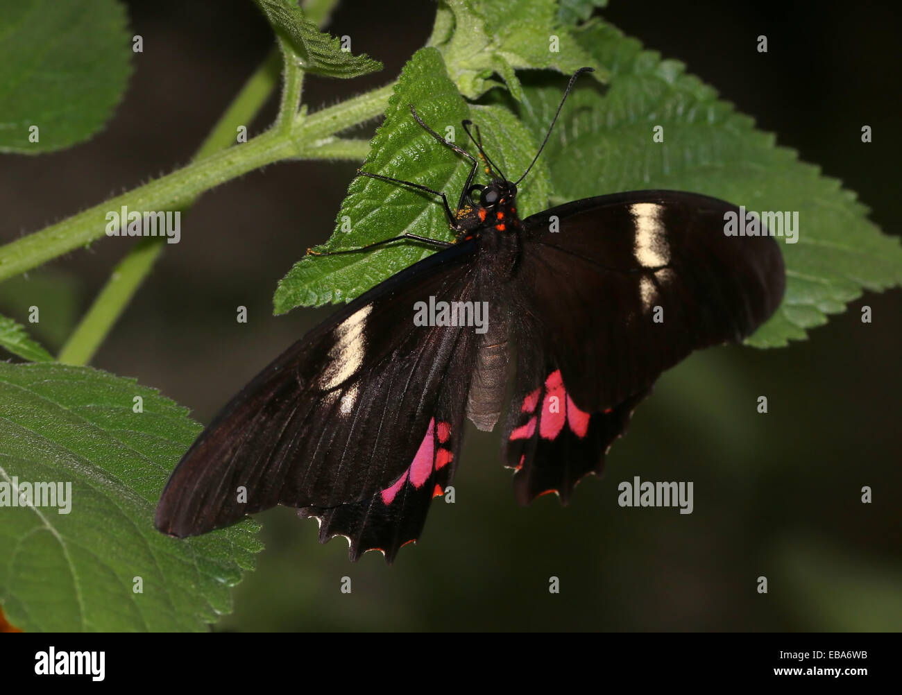 Nuevo mundo Ruby-spotted especie Butterfly (Papilio anchisiades), vista dorsal a.k.a. Rojo-spotted especie Foto de stock