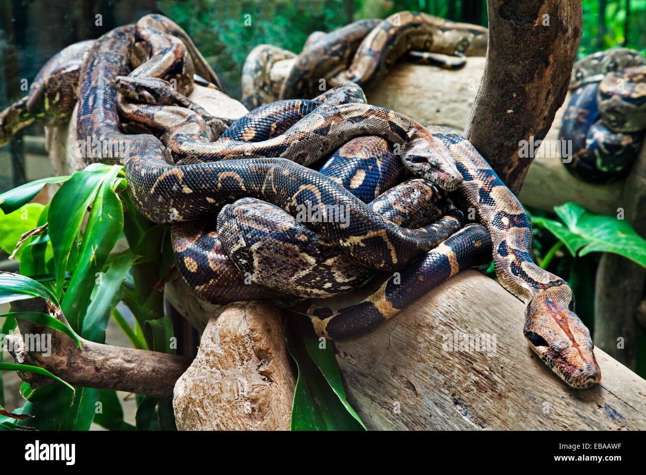 Boa constrictor serpiente, Santa Elena de Monteverde, Costa Rica
