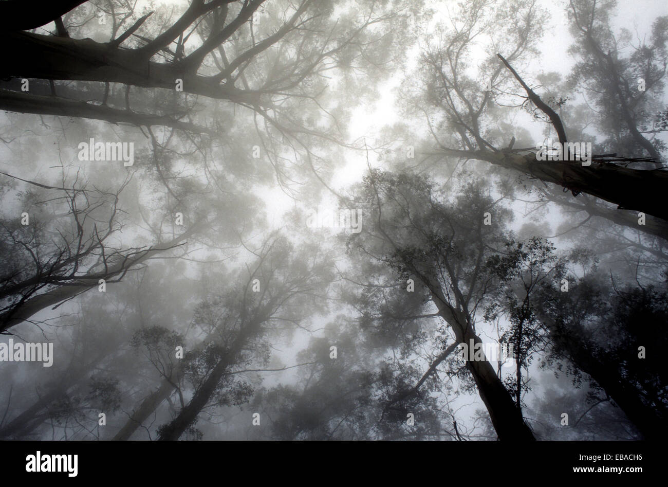 Árboles de eucalipto en la niebla Foto de stock