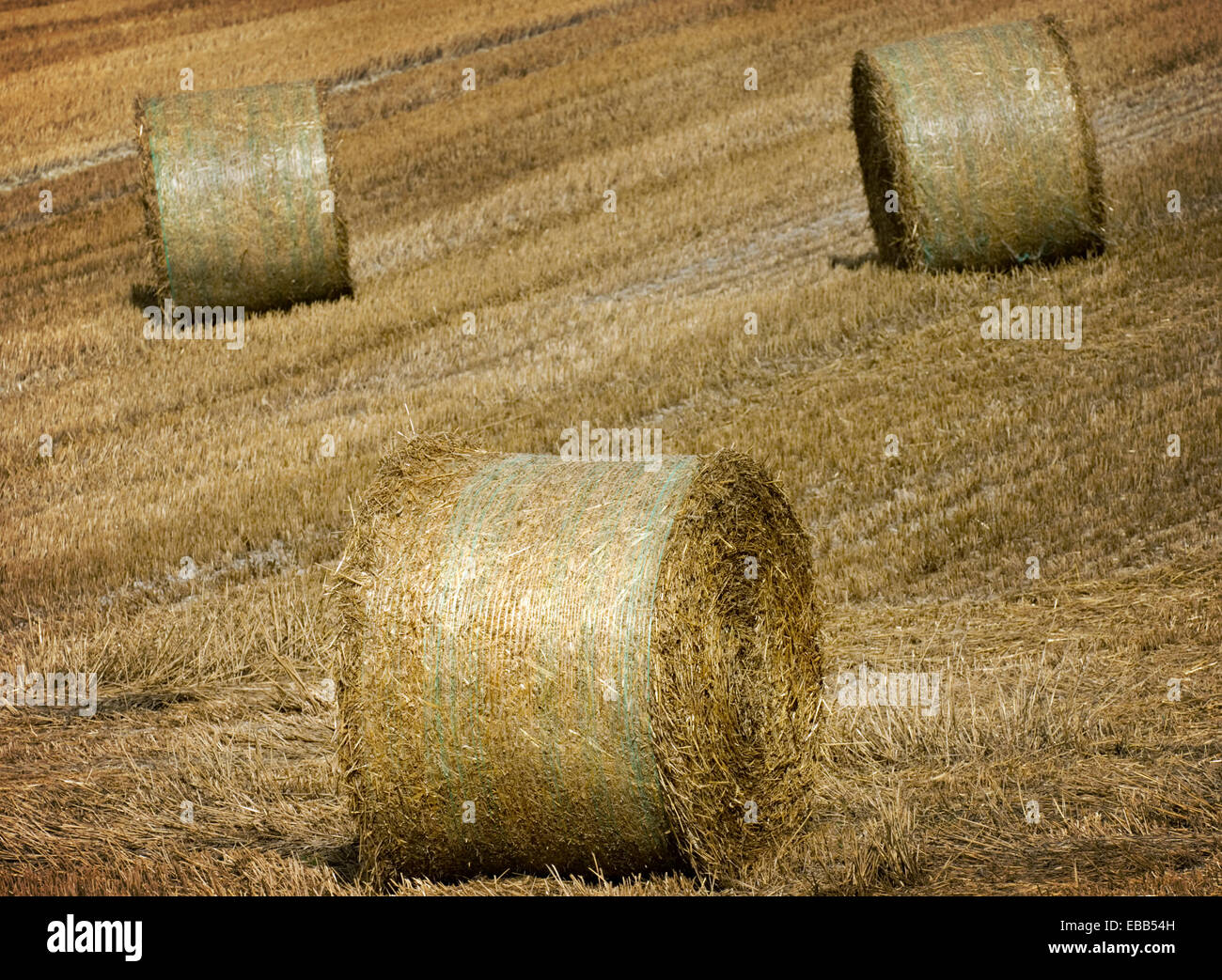 Gran Ronda los fardos de heno en el campo Foto de stock