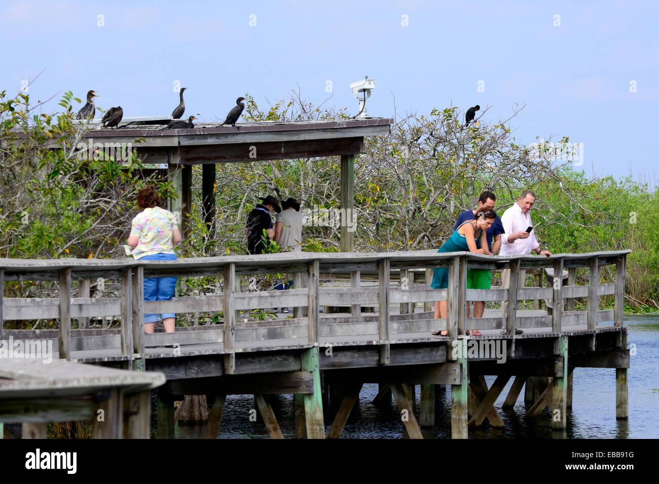 Observar la fauna del Parque Nacional de Los Everglades Homestead, Florida FL US Foto de stock