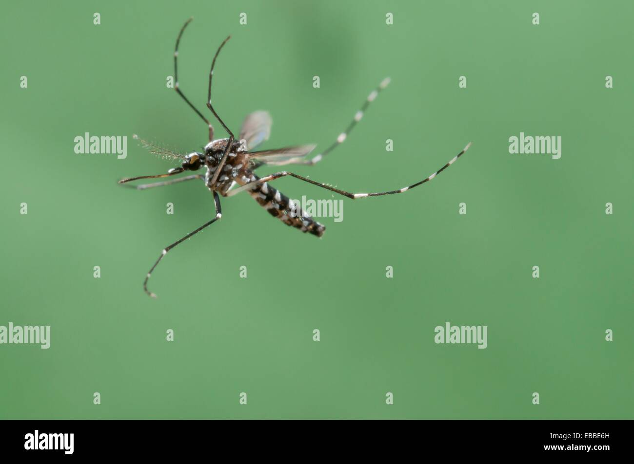 Hembra de el tigre asiático mosquito Aedes albopictus volando como grabado  por una cámara de alta velocidad trampa Fotografía de stock - Alamy