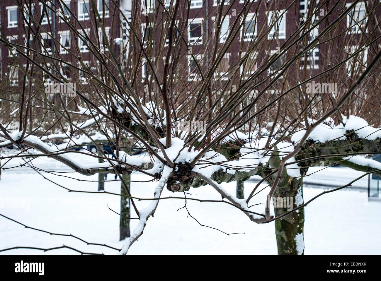 Extraño árboles cubiertos de nieve con edificio de apartamentos en el fondo Foto de stock