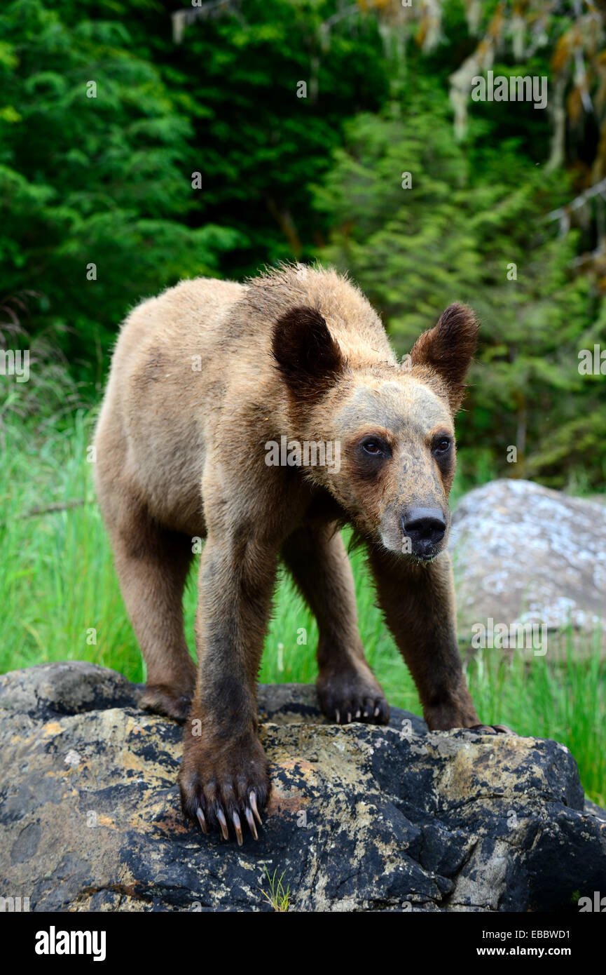 Cachorro de oso grizzli (Ursus arctos horribilis), Khutzeymateen Grizzly Bear Sanctuary, British Columbia, Canadá, junio de 2013. Foto de stock