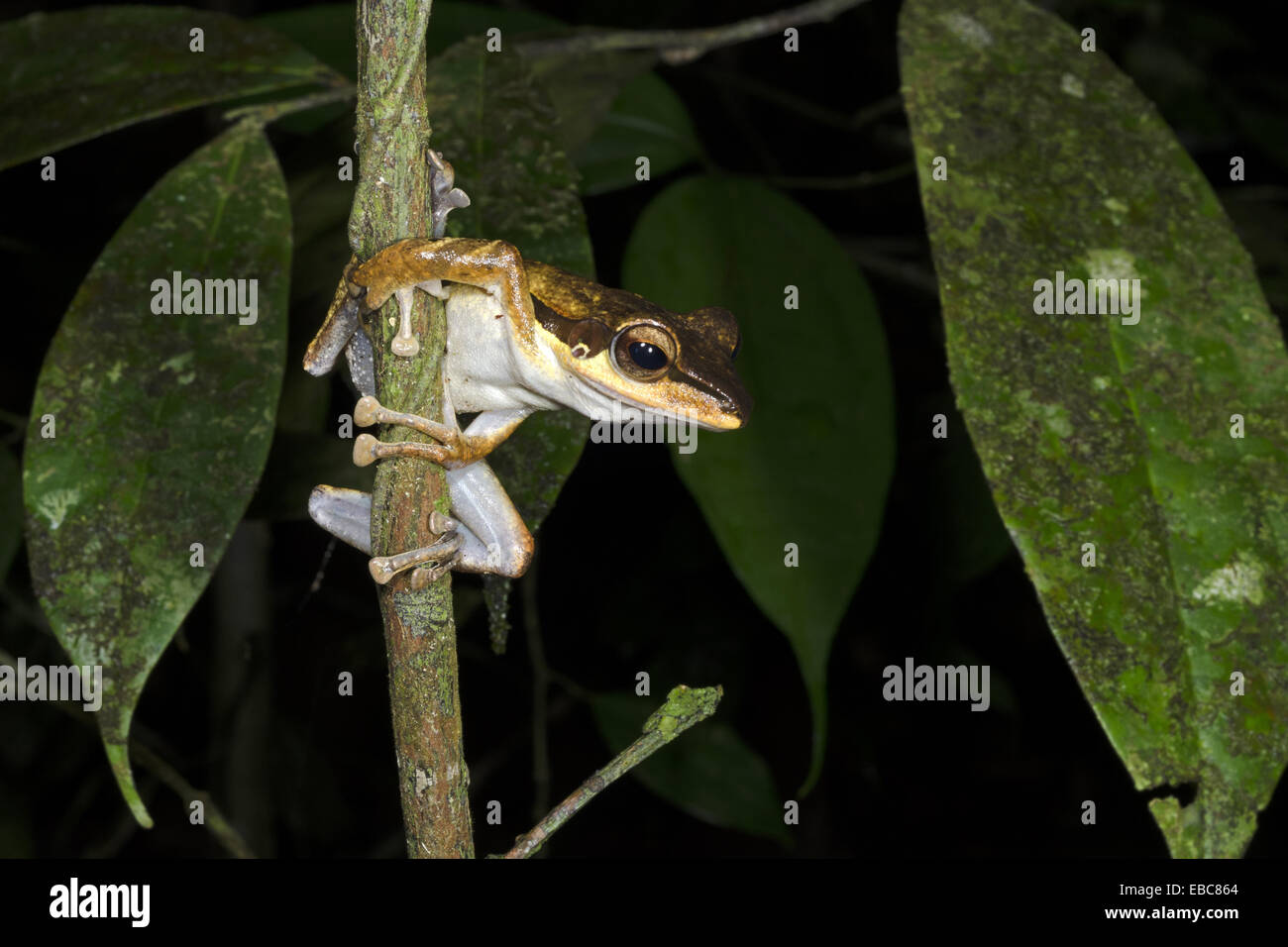 Dark orejudo Tree Frog Polypedates macrotis. Imagen tomada en el Parque Nacional Kubah, Sarawak, Malasia. Foto de stock