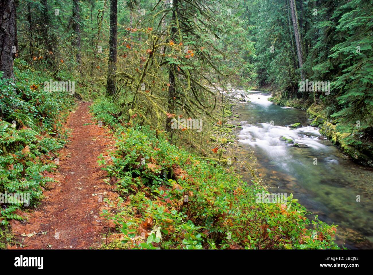 Brice Creek Trail, el Bosque Nacional de Willamette, Oregón Foto de stock