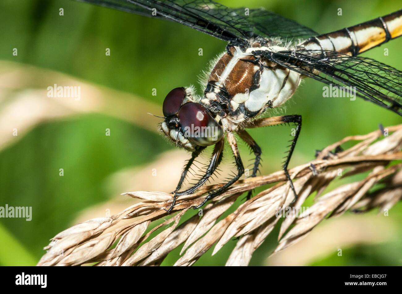 Needham's Skimmer Dragonfly Libellula needhami en Outer Banks de Carolina del Norte, EE.UU. Foto de stock