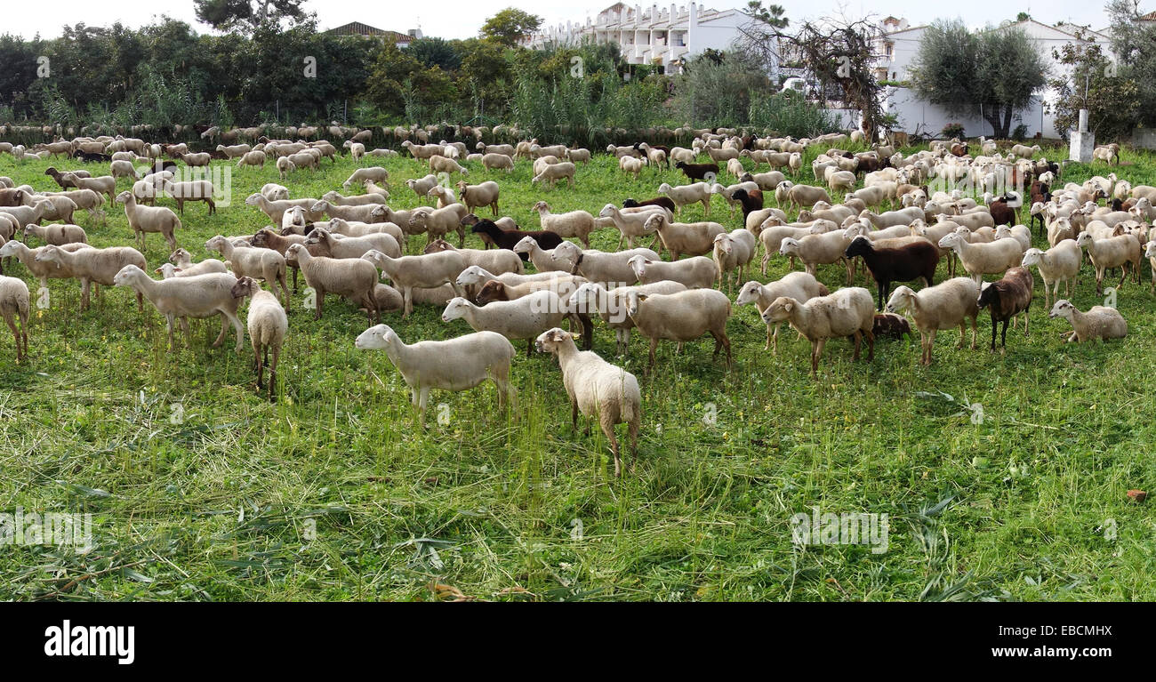 Rebaño de ovejas en los pastos de invierno en el campo de hierba verde urbanización detrás, Andalucía, sur de España. Foto de stock
