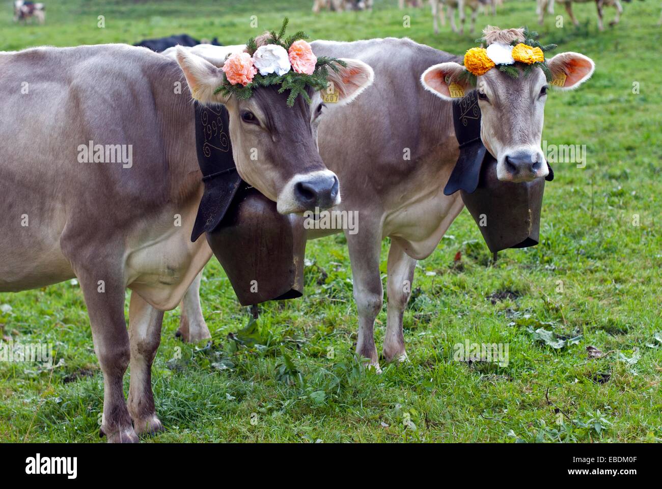 Dos vacas suizas están decoradas con flores y cencerros, desalpes -  Ceremonia de venir de nuevo las vacas de altos pastos para bajar Fotografía  de stock - Alamy