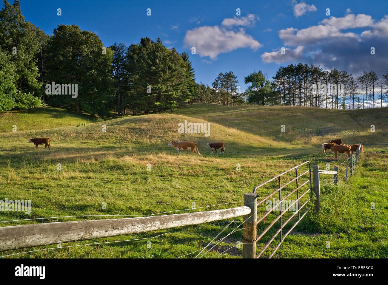 Las vacas y una valla en un campo con colinas. Región de Durham, Ontario, Canadá. Foto de stock