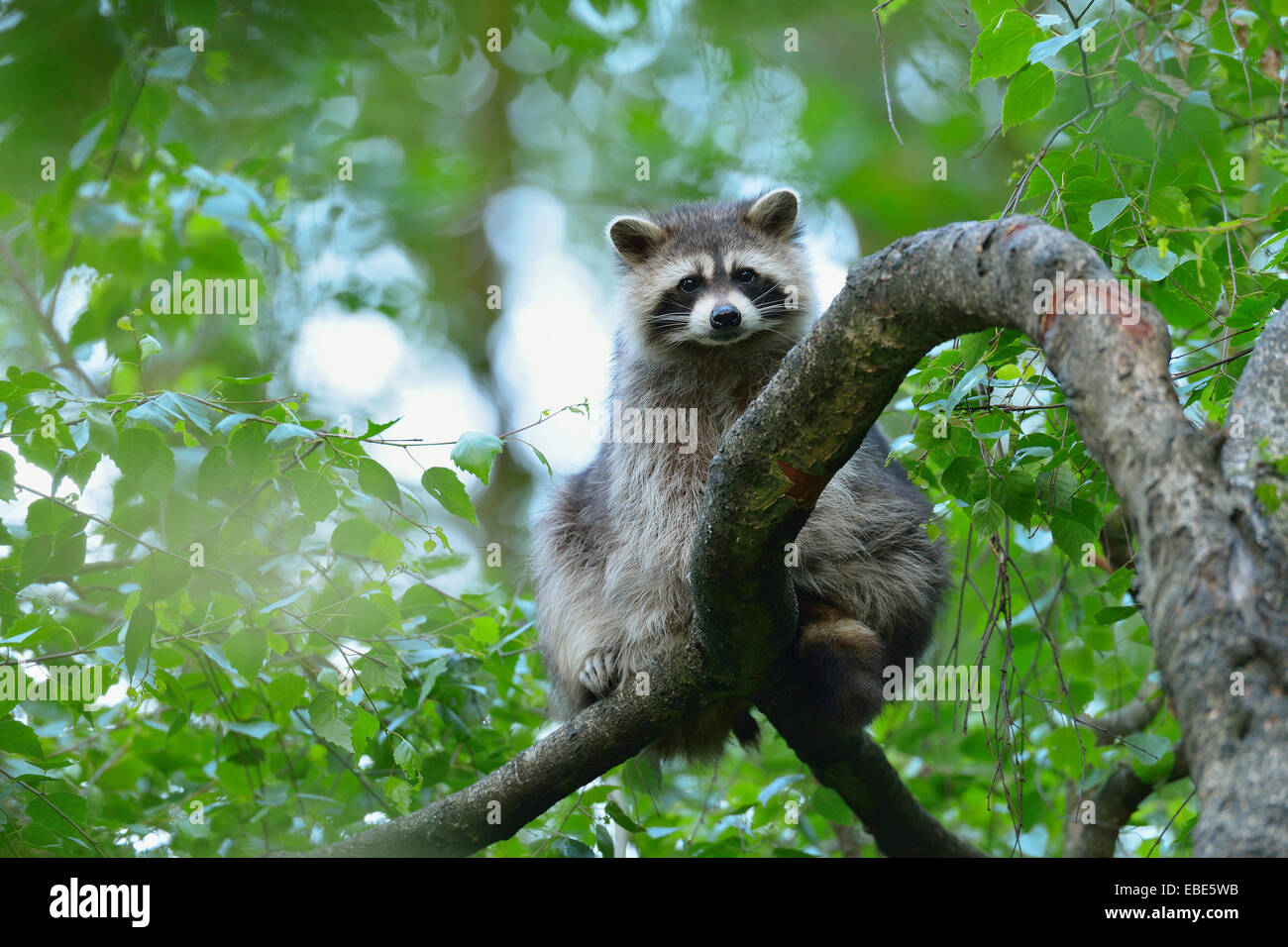 Retrato de mapache (Procyon lotor) en el árbol, Hesse, Alemania, Europa Foto de stock