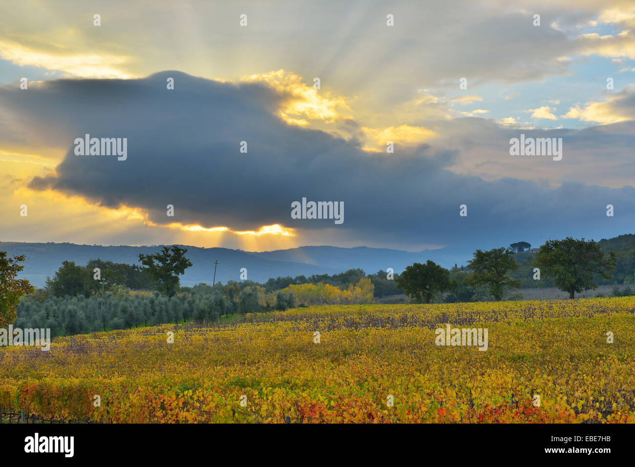 Paisaje con viñedos en otoño, Montalcino, provincia de Siena, Toscana, Italia Foto de stock