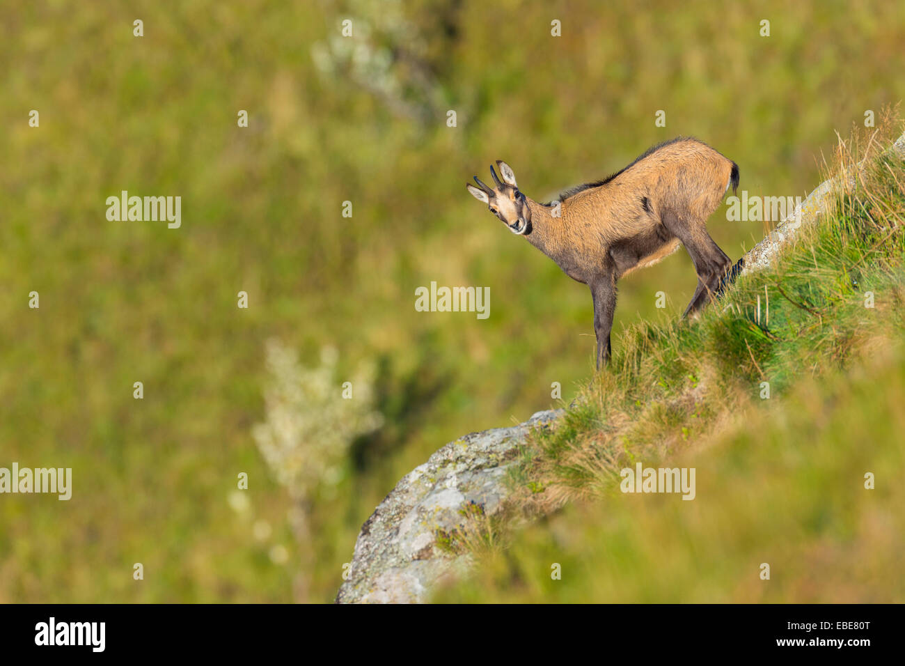 Gamuza (Rupicapra rupicapra), Hohneck, Vosgos, Alsacia, Francia Foto de stock